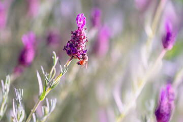 Lavender flowers and bee. Summer floral background