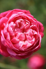 Close up of beautiful Pink Rose flower in Taman Bunga Nusantara, West Java, Indonesia.