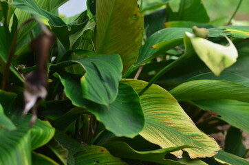 Tropical green leaves texture. Foliage background.