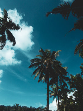 coconut trees