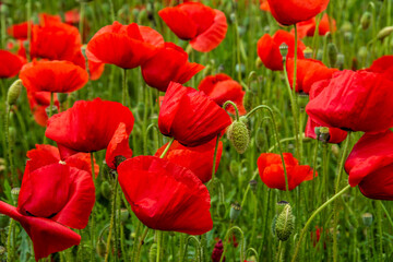 a landscape with a field of flowering poppies