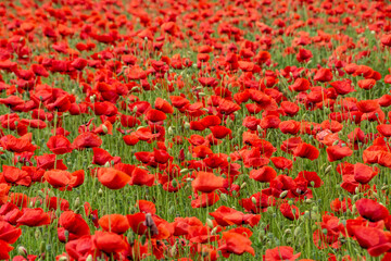 field with red poppy flowers in selective focus