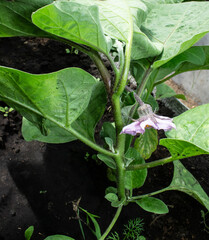 photo eggplant bush in the summer in the garden