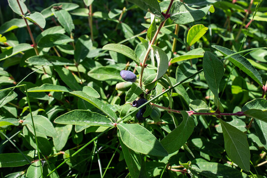 photo bush honeysuckle summer in the garden