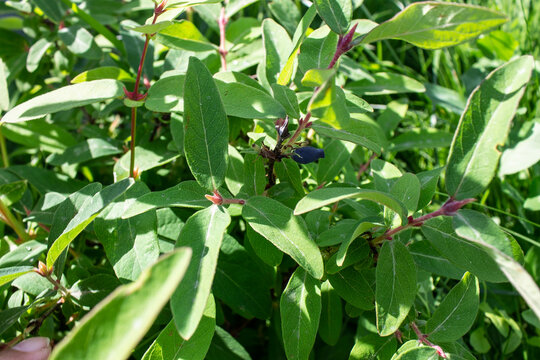 photo bush honeysuckle summer in the garden