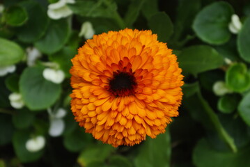 Fleur orange également appellée Souci