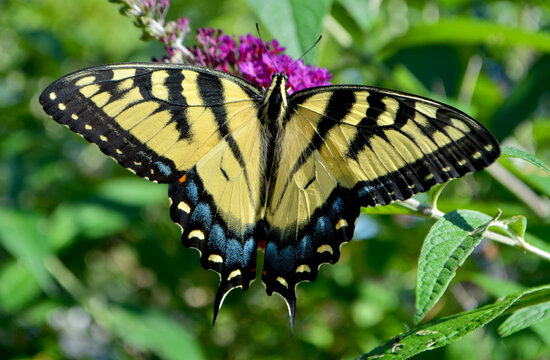 An Eastern Tiger Swallowtail Butterfly (Papilio glaucus) sipping nectar from the flowers of a purple Butterfly Bush (Buddleia davidii).  Closeup.