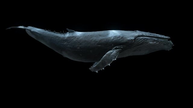whale swimming loop , isolated humpback whale swim in seemless loop with alpha channel 3d animation loop swim mammal in ocean 