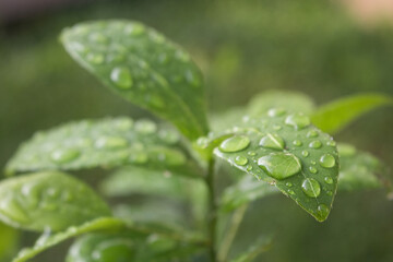 water drops on a green leaf