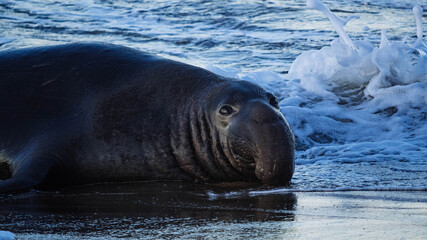Elephant Seals