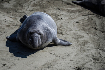 Elephant Seals