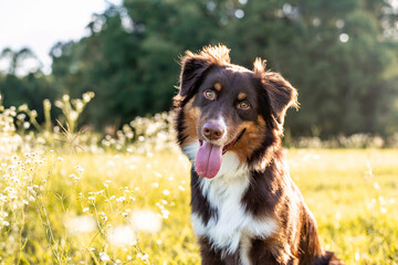 Fototapeta premium Australian Shepherd dog. Aussie dog in a field at sunset. 