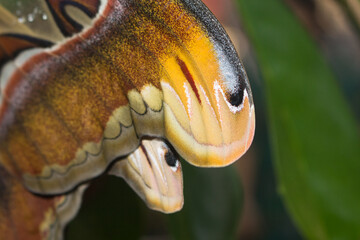 close up of a butterfly wing