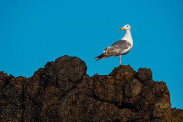 Seagull