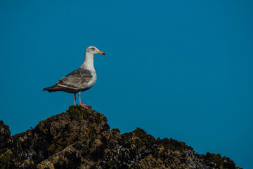 Seagull