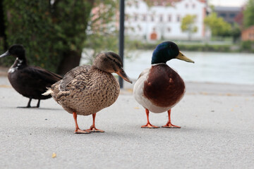 ducks are resting in the sunshine