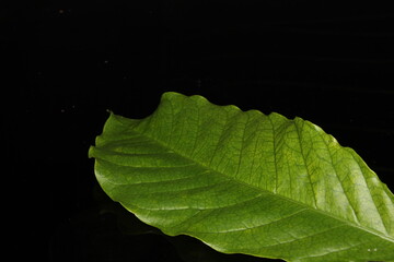 Coffee leaves isolated on a black background