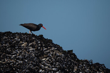 Oyster Catcher catching oysters