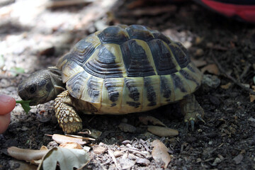 Tortue mangeant de la salade