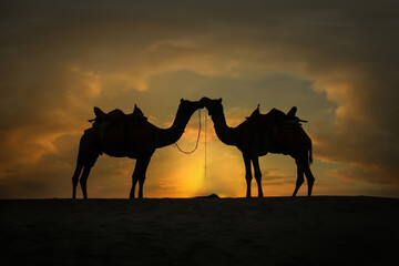 Fototapeta na wymiar Couple Camel caravan going through the desert