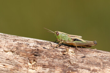 A pretty Grasshopper, perching on fallen branch which is lying in a field in the UK.
