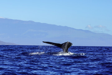 Buckelwale vor Maui (Hawaii)