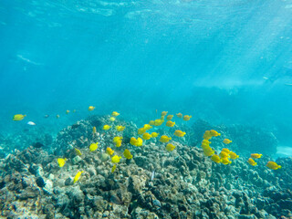Fototapeta na wymiar Gelbe Segelflossendoktor Fische auf Big Island