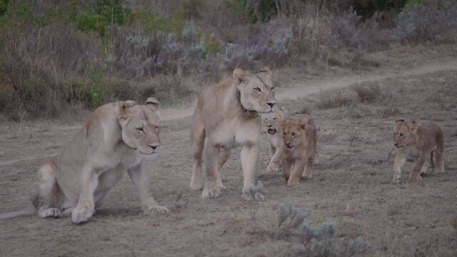 Family of lions consisting of two lionesses and three baby lion cubs walking from right to left towards their mothers in grassland during safari at game drive in South Africa.