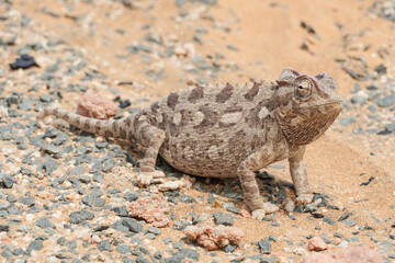 Chamäleon im Darob Nationalpark in Namibia