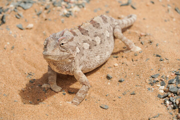 Chamäleon im Darob Nationalpark in Namibia