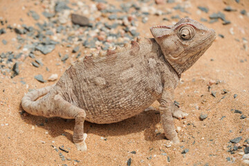 Chamäleon im Darob Nationalpark in Namibia