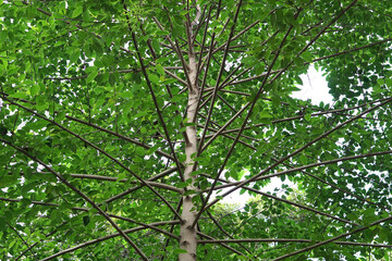 Background of trees with many branches and leaves
