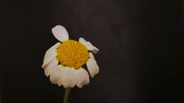 A tima lapse of a daisy flower while it&acute;s withering against a black background