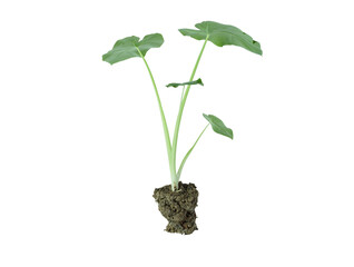 elephants ear plant
