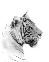 high-key portrait of a tiger