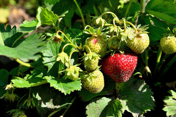 Green and red strawberries grow in the garden 