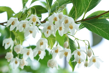 日本の初夏に白い花を咲かせるエゴノキ