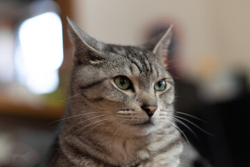 Fototapeta premium 見つめる猫 サバトラ猫