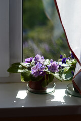 Fototapeta na wymiar Blossom of violets grow in a pot on a windowsill.
