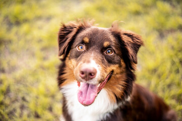 Australian Shepherd dog. Aussie dog in a field at sunset. 