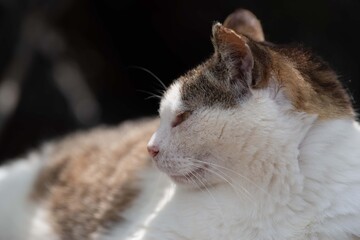 木陰でのんびり　　キジトラ猫