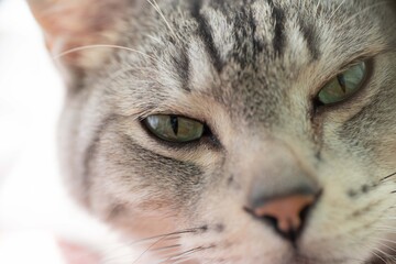 眠そうな猫ちゃん　　サバトラ猫