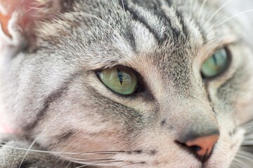Obraz premium 眠そうな猫ちゃん サバトラ猫