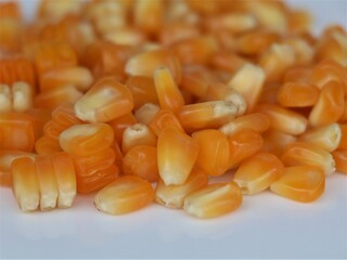 Corn kernel in white background
