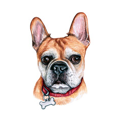 Watercolor illustration of a funny dog. Hand made character. Portrait cute dog isolated on white background. Watercolor hand-drawn illustration. Popular breed dog. French Bulldog