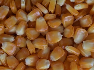 Corn kernel in white background