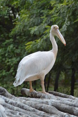 Pelican with smooth background
