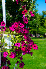 red flowers arranged in a planter and beautifully smelling