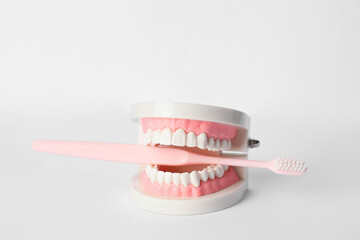 Model of jaw with toothbrush on light background