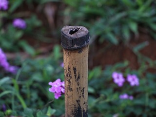Cut bamboo stick in the garden
